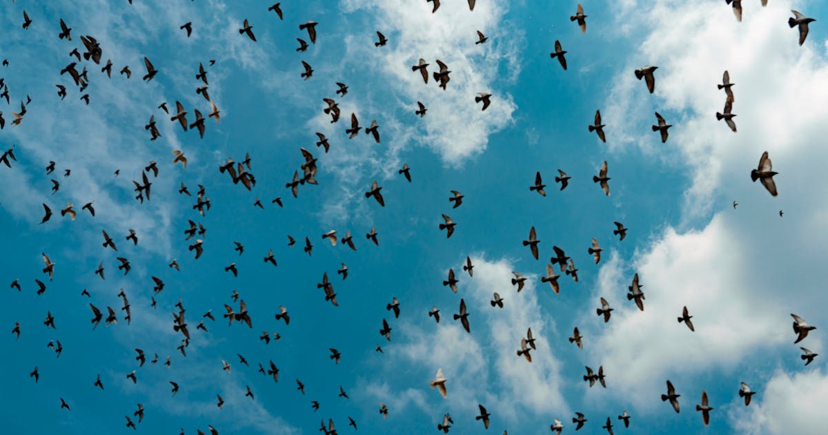 How Radar Distinguishes Drones from Birds