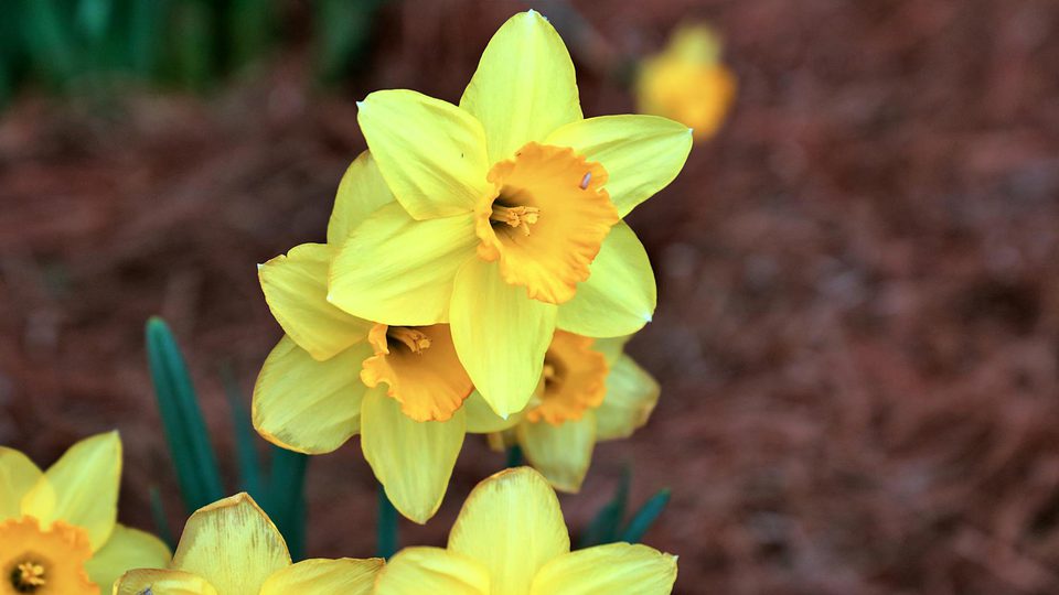 Spring flowers in bloom for a Qingming Festival holiday notice.